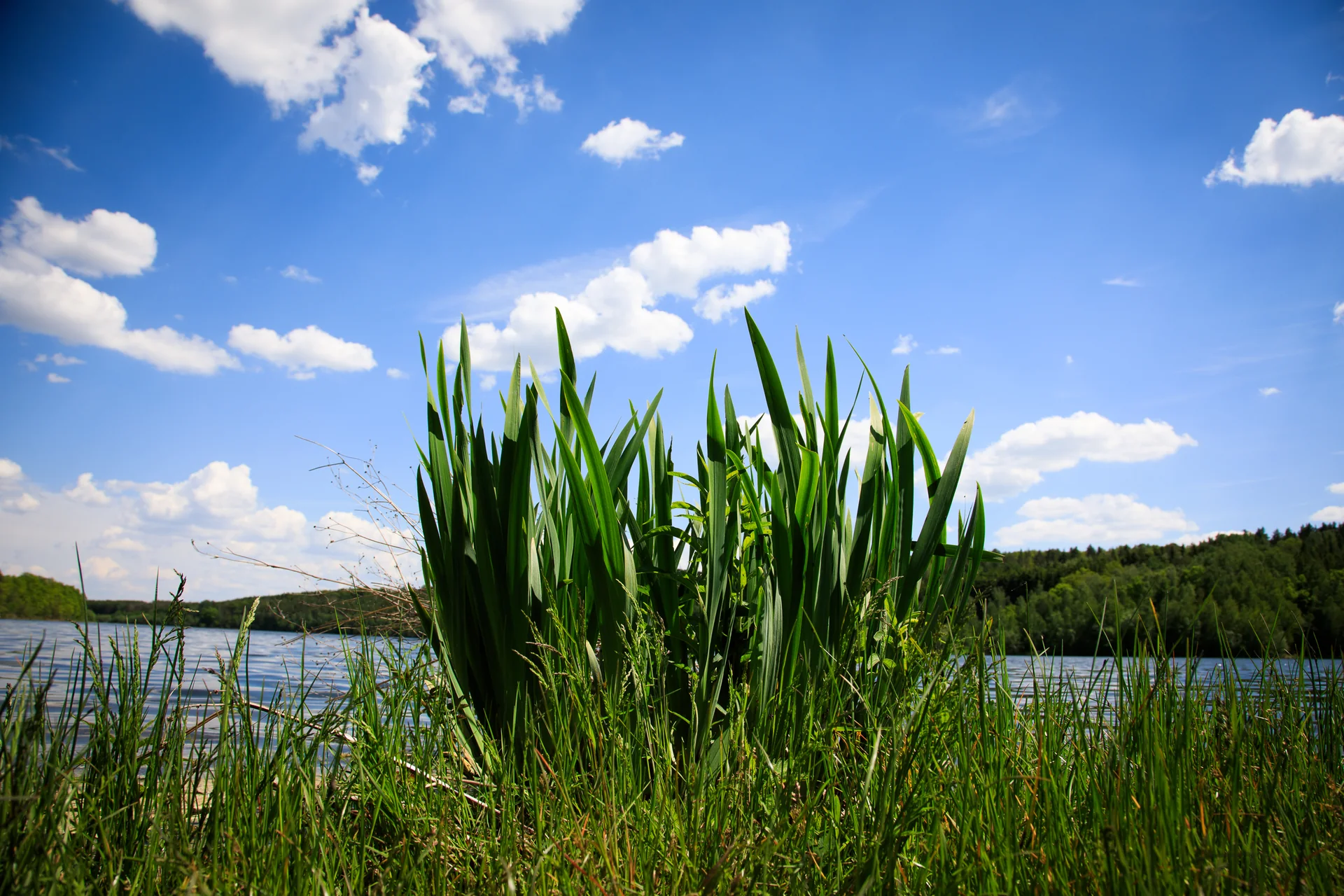 Waldreicher Wanderweg und Uferpromenade am Zeulenrodaer Meer